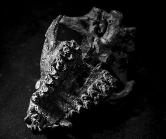Foto de un cráneo de P. bathmodon tomado desde abajo, mostrando sus dientes en el centro.