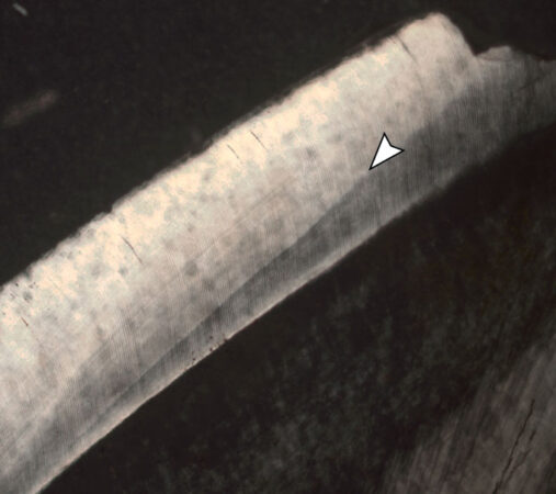 Imagen de cerca de la capa de esmalte de un diente de P. bathmodon con una flecha señalando una línea oscura que evidencia el enriquecimiento de zinc.