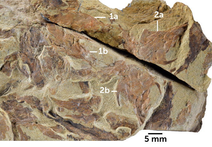 Una losa de roca que contiene los fósiles de un antiguo tiburón, una raya y un pez de mandíbula acorazada, con etiquetas que indican la ubicación de los fósiles.