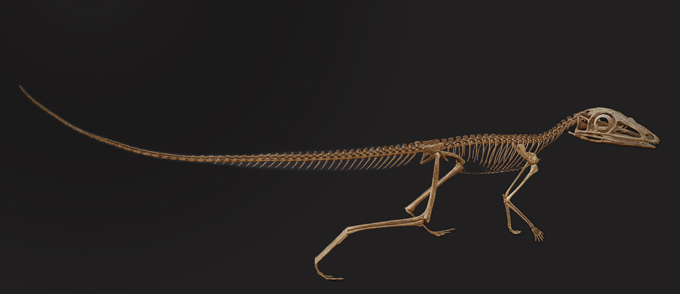 Reconstrucción de un esqueleto de Scleromochlus taylori.
