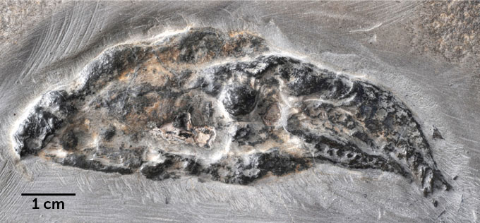 imagen del fósil de Vampyronassa rhodanica