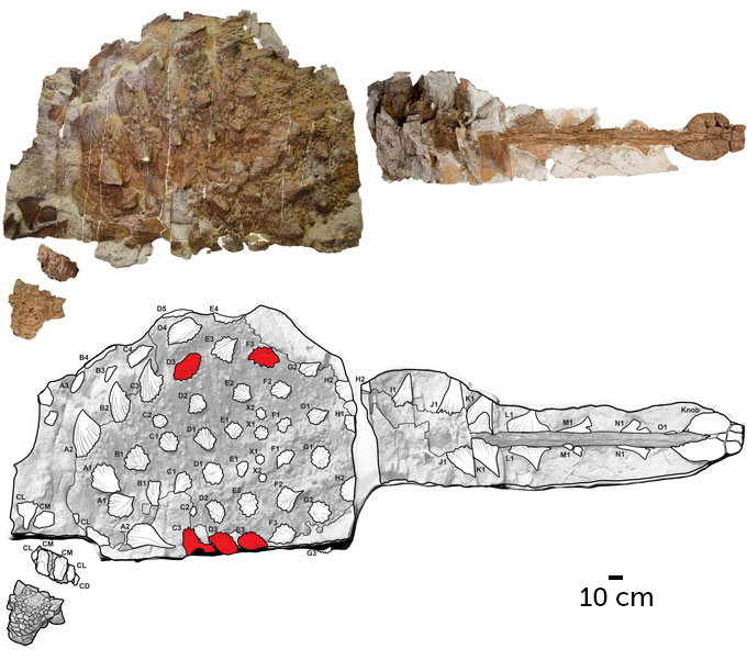 Un fósil del dinosaurio acorazado Zuul crurivastator y un diagrama que revela espinas lesionadas y rotas en la parte superior e inferior del fósil.