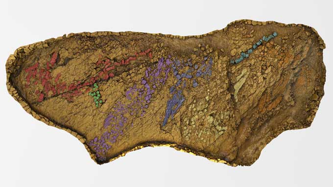Los huesos fosilizados de al menos siete ictiosaurios (cada uno resaltado en un color diferente) se muestran en este modelo 3D de un lecho fósil en Nevada.