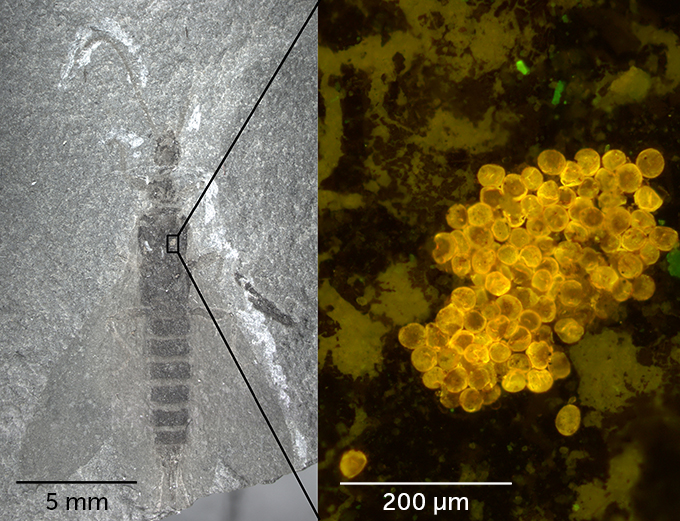 Una imagen de un fósil de Tillyardembia a la izquierda y a la derecha una imagen microscópica de grupos de polen.