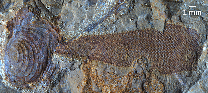 Una foto de un caparazón fósil con una banda de color marrón oscuro adherida a una parte.